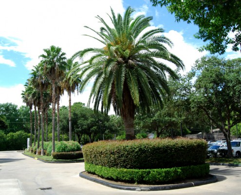 commercial landscaping, tree service, houston