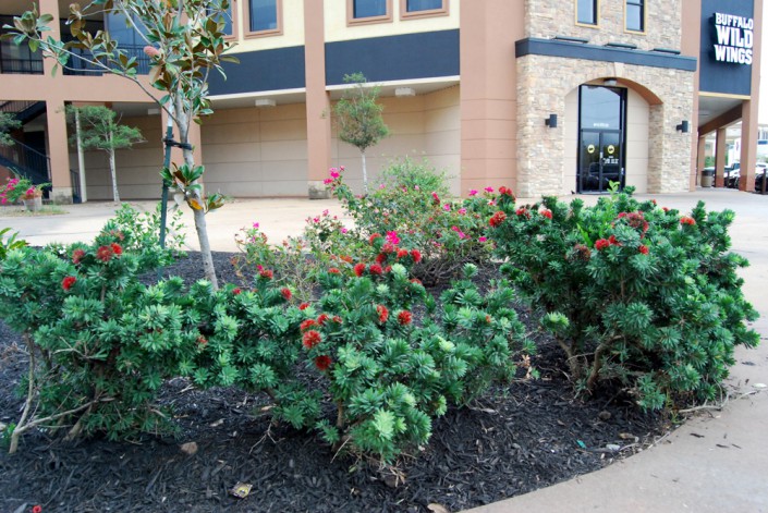 commercial landscaping, houston, pearland