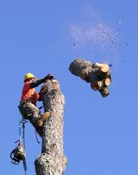 tree services, houston